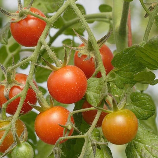 West Coast Seeds Cherry Tomato